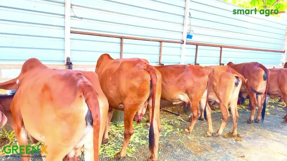 Recent Developments at GreenX Sandalwood Farm