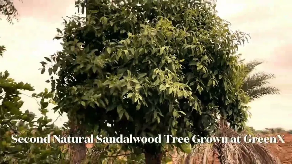 5 & 2.5 Year Old Naturally Grown Sandalwood Trees | GreenX Sandalwood Farm