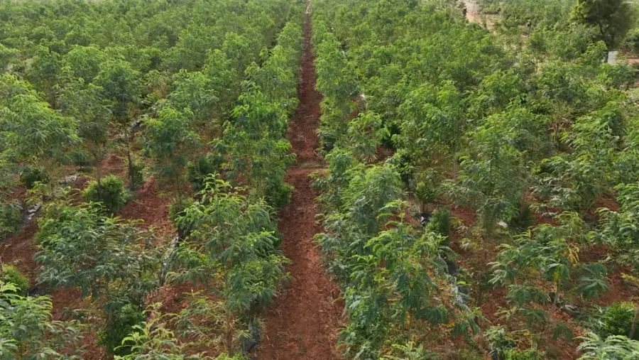 Rows of sandalwood trees growing at the GreenX managed farmland