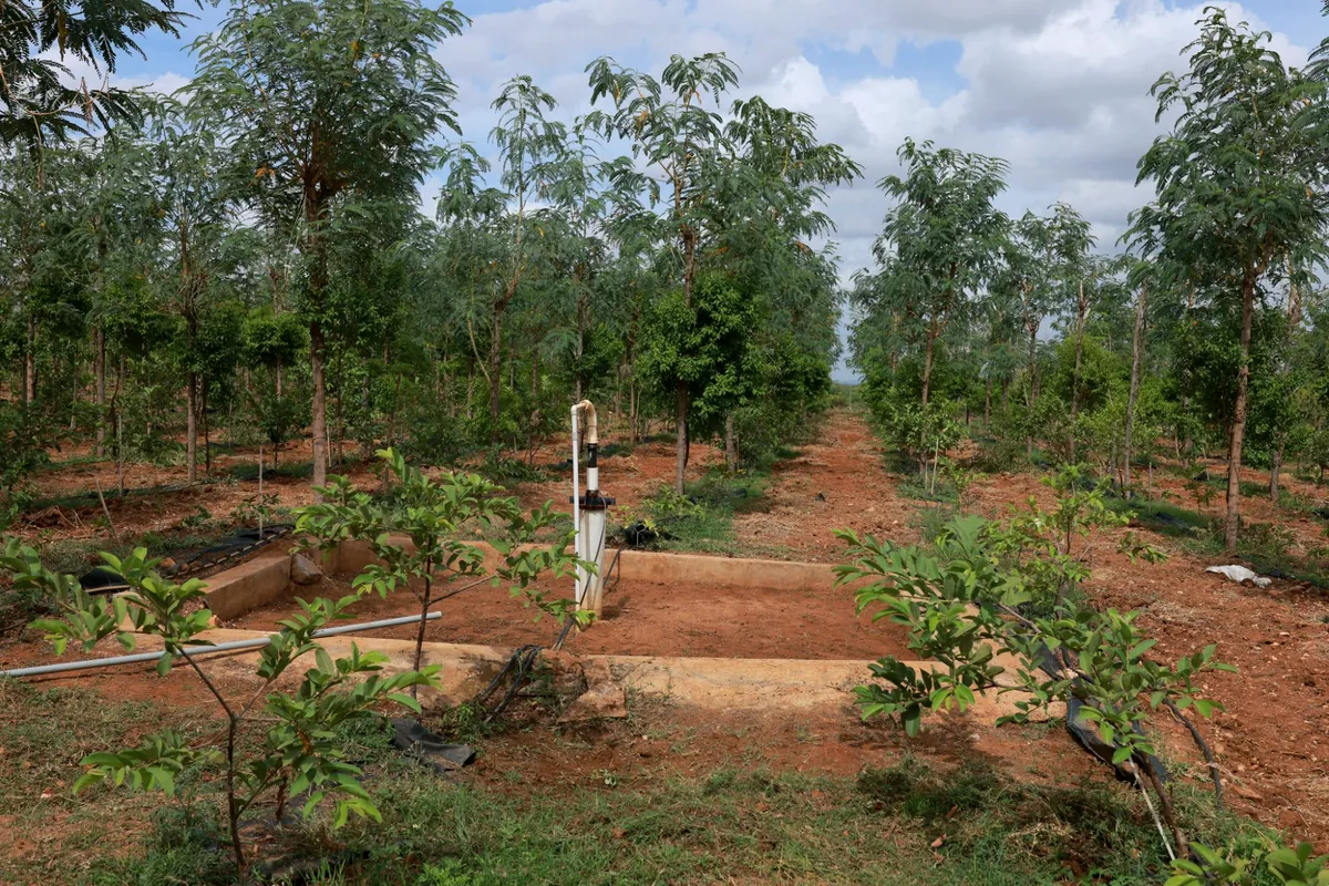 Sandalwood plantation with borewell irrigation at GreenX