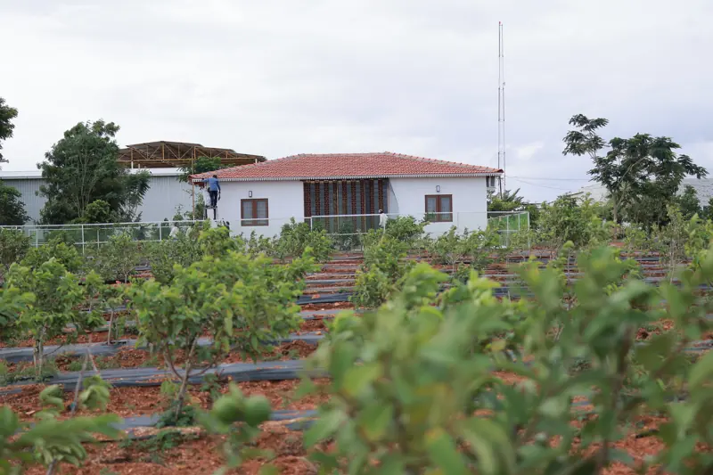 GreenX farmhouse with guava plantation